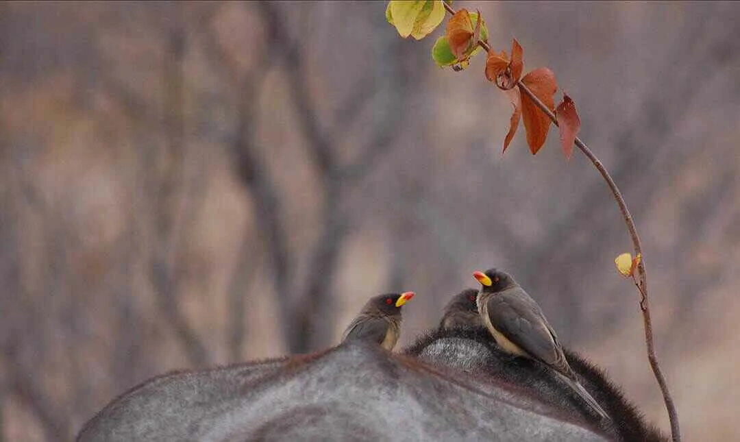 Yellow Billed Ox Pecker